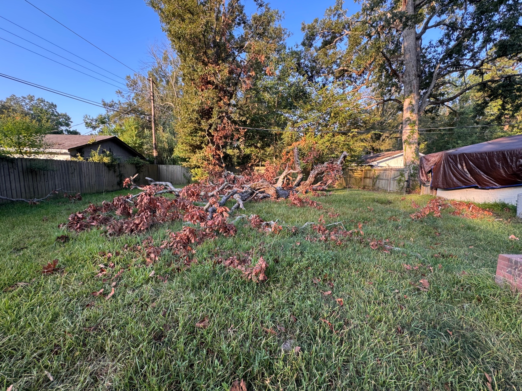 Before: Downed tree hauled off and the yard cleaned up